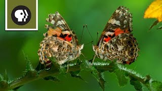 The Remarkable Way that Butterflies Mate [upl. by Stargell]