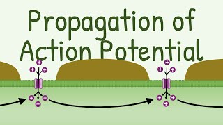 Propagation of Action Potential [upl. by Jervis]