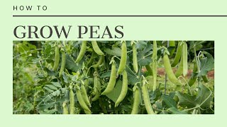 How to Grow Peas sowing care and harvest [upl. by Prunella84]