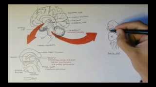 Brain Anatomy Overview  Lobes Diencephalon Brain Stem amp Limbic System [upl. by Saleem]