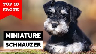 Miniature Schnauzer  Top 10 Facts [upl. by Singband]