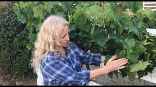 HOW TO PRUNE GRAPE VINES IN SUMMER  EASY INSTRUCTIONS [upl. by Latsirc]