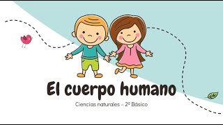 2º Básico  El cuerpo humano Ubicación órganos  Ciencias naturales [upl. by Claudette]