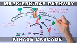 MAPKERK Signaling Pathway [upl. by Jayson778]