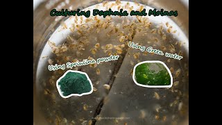 How To Culture Daphnia and Moinas using Green Water Spirulina powder [upl. by Fredia106]