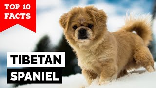 Tibetan Spaniel  Top 10 Facts [upl. by Atinid]