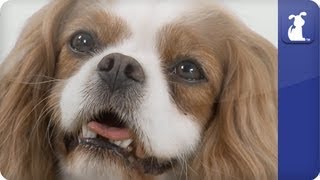 Doglopedia  Cavalier King Charles Spaniel [upl. by Aihsram366]