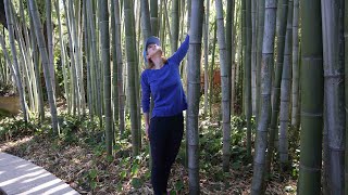 The most beautiful timber bamboo garden there is  and its my own yard Growing big timber bamboo [upl. by Yorztif]