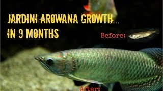 Jardini Arowana Growth 9 Months in 3½ Minutes [upl. by Mikah]