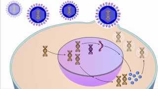 The Viral Life Cycle [upl. by Amata]