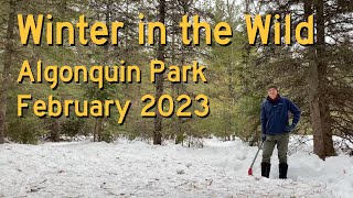 Winter in the Wild  Algonquin Park  2023 [upl. by Tallbot]