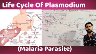 Life Cycle Of Plasmodium vivaxMalaria parasite [upl. by Enyahc]