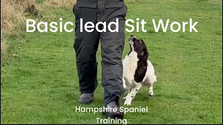 Basic spaniel sit and leash work [upl. by Porty]