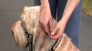 Dogmatic Headcollar  how to fit the Headcollar [upl. by Monti]