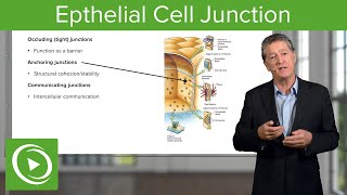 Eptihelial Cell Junctions – Histology  Lecturio [upl. by Ajssatan570]