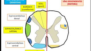 SISTEMATIZACIÓN DEL SISTEMA NERVIOSO VÍA MOTORA Y SENSITIVA PARTE 1 [upl. by Otipaga192]