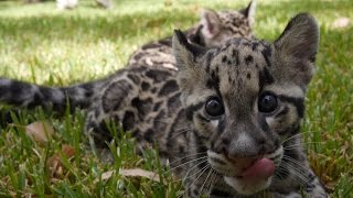 Baby Clouded Leopards  First Time Outside [upl. by Angela106]