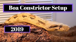 Boa Constrictor Setup  How To Guide [upl. by Emyam]