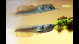 Best Top 10 Baby Arowana Fish Feeding  Small Arowana Feeding [upl. by Hiroko]