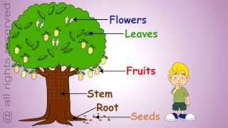 Uses of Plants Learn About Plants [upl. by Fachini]