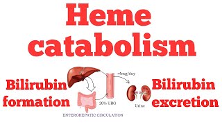 Heme catabolism  Bilirubin metabolism  Biochemistry [upl. by Robinett8]