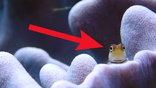 Funny Blenny Fish Compilation  Watch Coolest Blenny Fish [upl. by Enilaf]