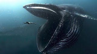 10 BIGGEST Ocean Creatures In The World [upl. by Dickson644]