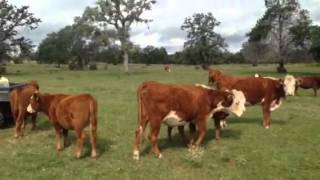 Red Angus x Hereford calves [upl. by Dannica]