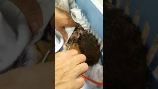 Removing Botfly from Squirrel [upl. by Rhodie546]