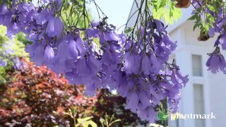 Jacaranda mimosifolia Jacaranda at Plantmark Wholesale Nurseries [upl. by Assyram]