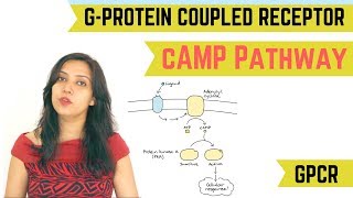 cAMP PATHWAY  GPROTEIN COUPLED RECEPTOR GPCR [upl. by Trenna]