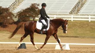 American Saddlebreds in Dressage [upl. by Crysta149]