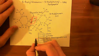 Vancomycin Resistant Enterococcus Part 1 [upl. by Irep496]