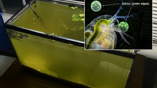 Raising Daphnia for the Freshwater Aquarium [upl. by Johannes]