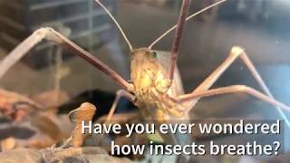 How do insects breathe [upl. by Spieler]