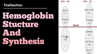 Hemoglobin Stucture and Synthesis [upl. by Celine]