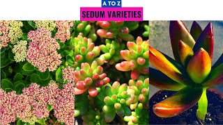 Sedum Varieties A to Z [upl. by Bertram]