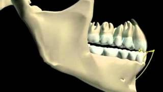 Mandibular Movement 3D [upl. by Ricky44]