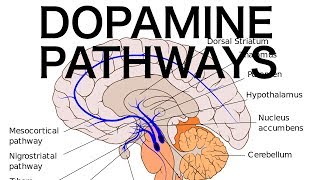 Dopamine Pathways Antipsychotics and EPS [upl. by Ayr]