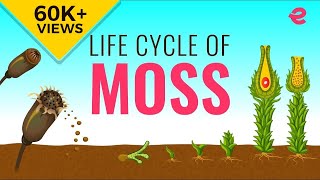 What is the Lifecycle of a Moss  Biology  Extraclasscom [upl. by Inad406]