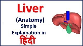 Liver Structure amp Function Explained Anatomy Parts Size Blood Supply and Physiology [upl. by Yeleen]