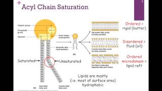 052Types of Lipids [upl. by Zebaj]