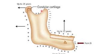 growth of the mandible [upl. by Inalan]