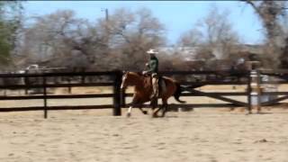 California vaquero bridle horse [upl. by Rech314]