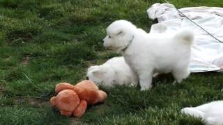 Samoyed puppies playing [upl. by Ramirol]