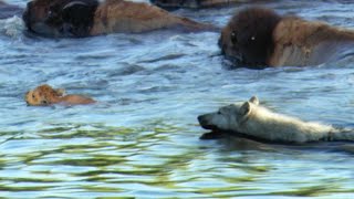 Determined Wolf Catches Young Calf  BBC Earth [upl. by Conal479]