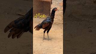 Pakistani aseel hen aseel hen [upl. by Anialeh195]