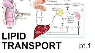 Lipid Transport pt 1 [upl. by Barde144]