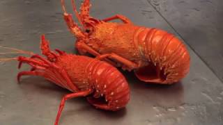 Recfishwest  How to perfectly cook crayfish [upl. by Harahs]