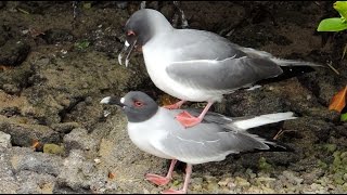 Bird Sex in the Galapagos [upl. by Eisse]